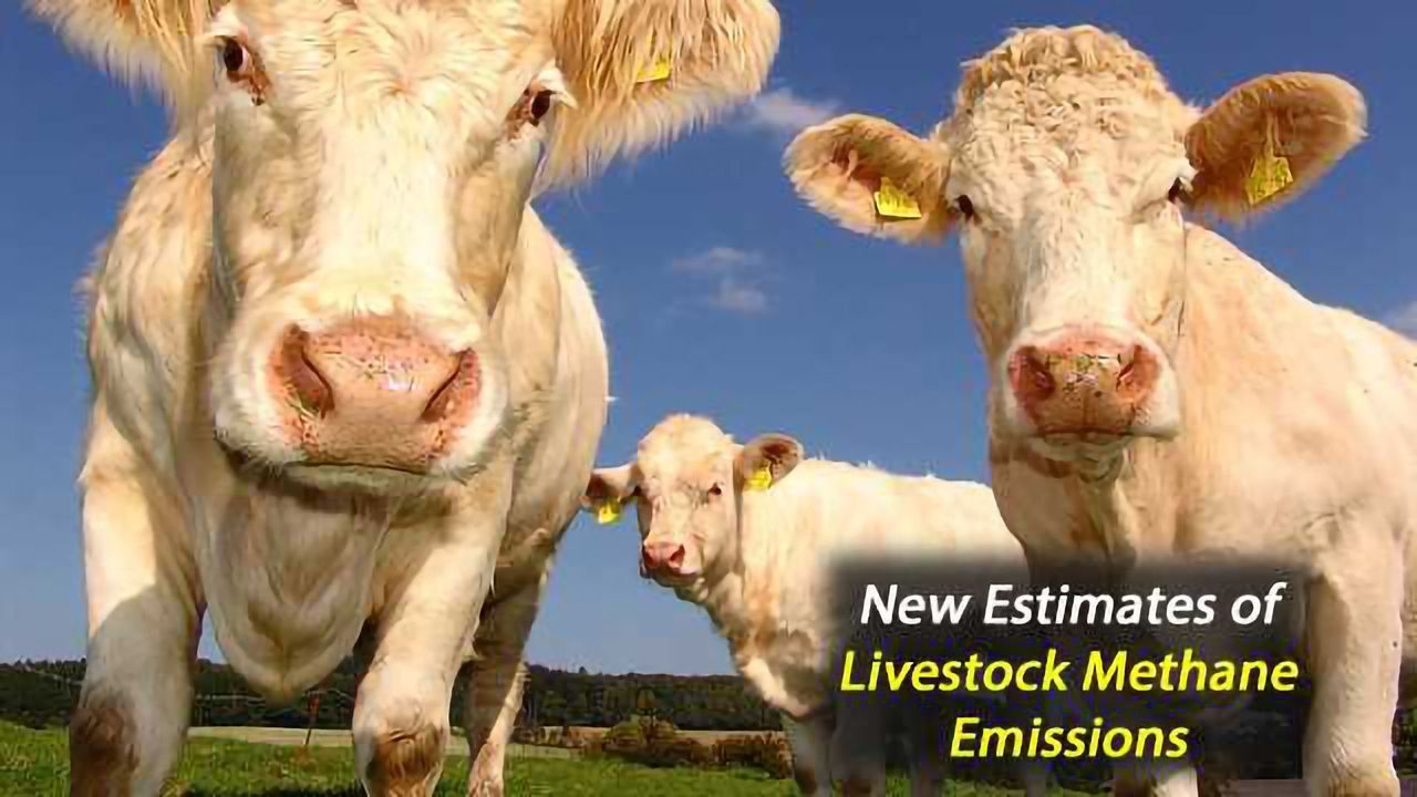 Getting a Better Handle on Methane Emissions From Livestock