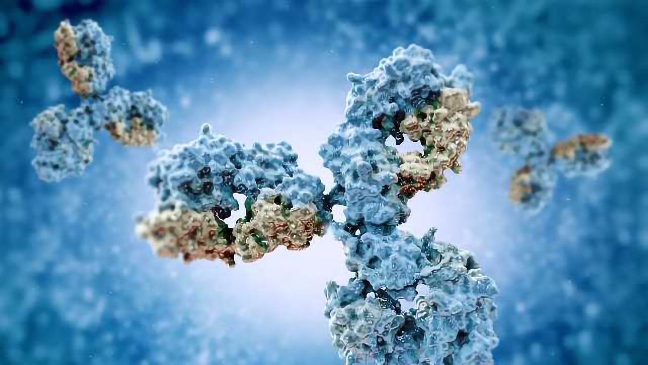 Computer Analysis Completes Antibody Blueprint