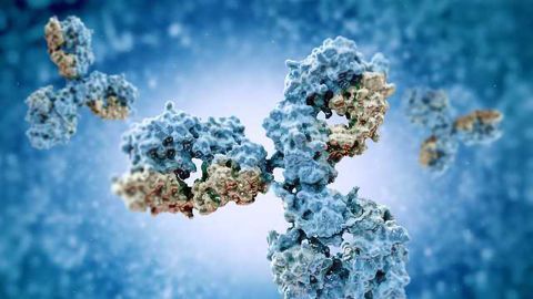 Computer Analysis Completes Antibody Blueprint