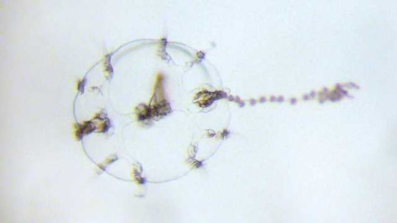 Wound Healing or Regeneration – The Environment Decides?