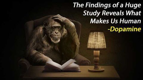 Comparative Transcriptomic Analysis Between Humans and Non-Human Primate Brains Reveals What Makes us Human