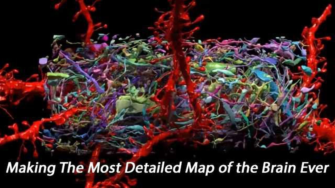 Beautiful 3-D Reconstructions of Brain Cells and All Their Synapses