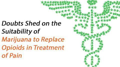 Marijuana May Not be a Plausible Alternative to Opioid Drugs in Pain Treatment