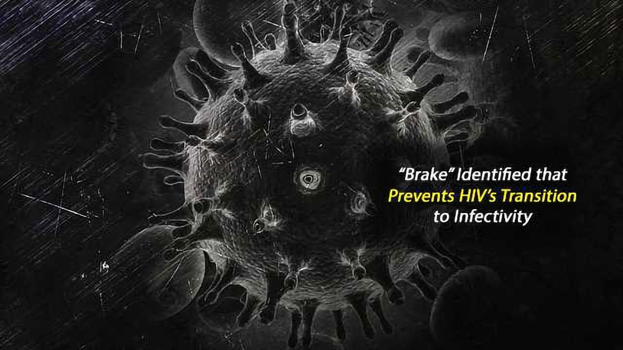Researchers Put the Brakes on HIV's Ability to Infect