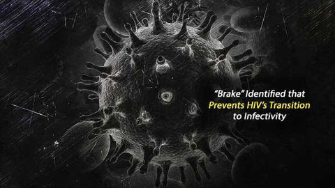 Researchers Put the Brakes on HIV's Ability to Infect