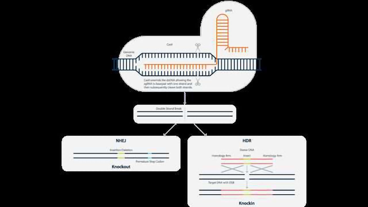 Horizon Reports Expansion of CRISPR License Rights with ERS Genomics