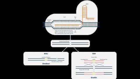 Horizon Reports Expansion of CRISPR License Rights with ERS Genomics