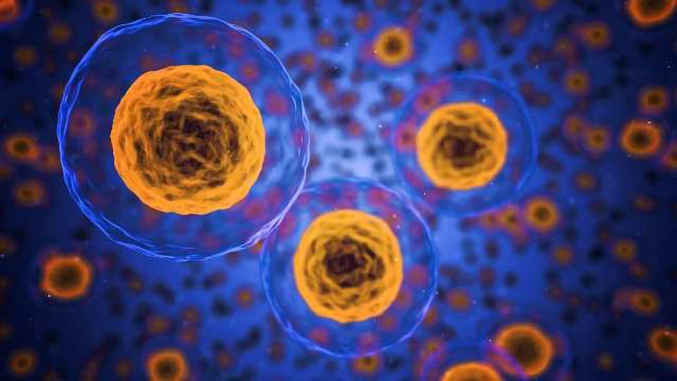 Cellular Mechanism Of Action | Shaanxi Bloom Tech Cellular Mechanism Of Action | Shaanxi Bloom Tech