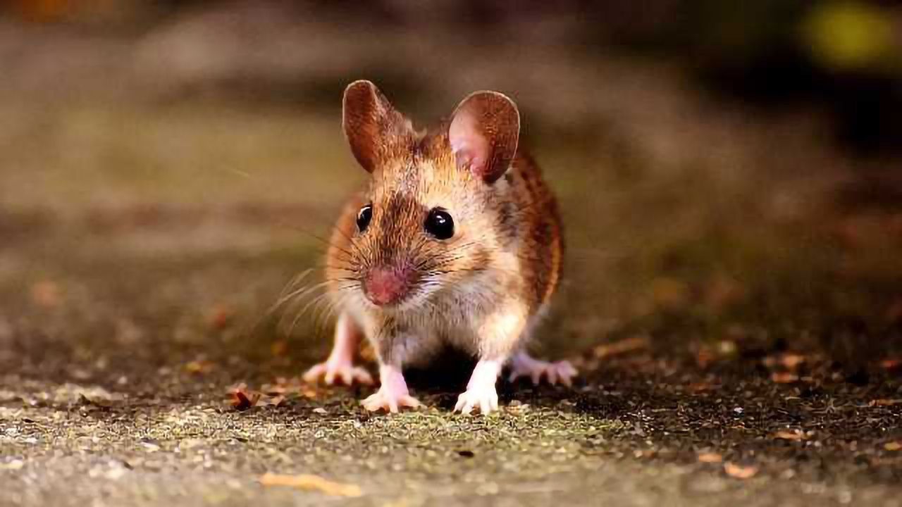 Cold-stored Mouse Sperm Viability Can Be Maintained for 10 days