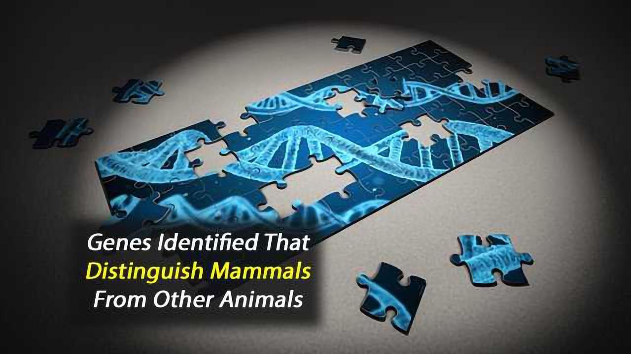 Genes Unique to Mammals Identified