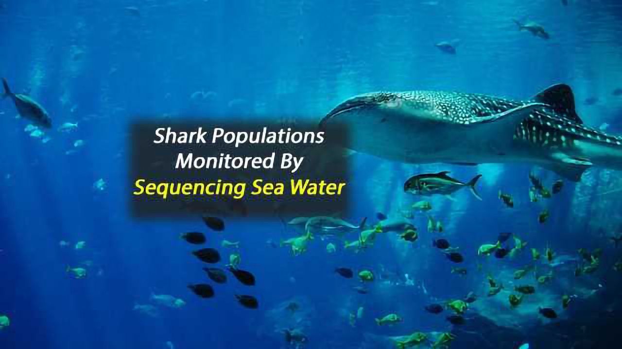 Scientists Monitor Shark Populations From DNA in Seawater