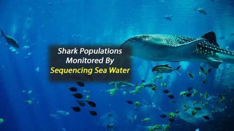 Scientists Monitor Shark Populations From DNA in Seawater