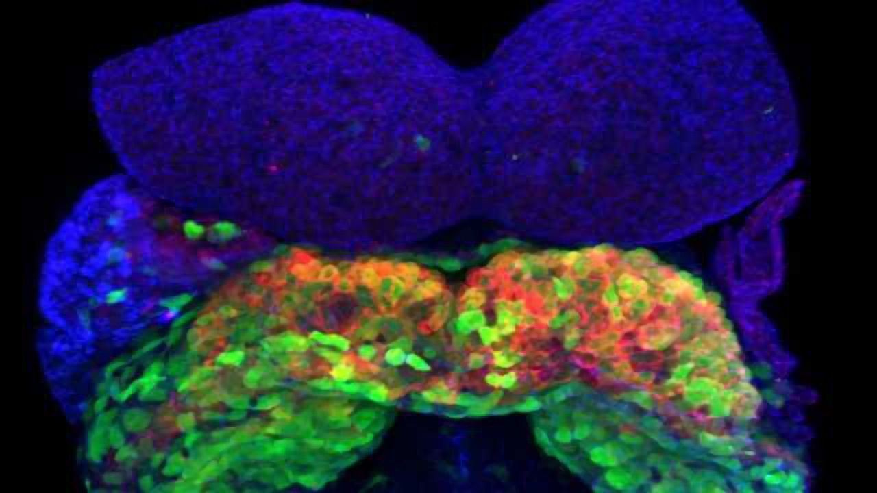 Live 3D Imaging Highlights Cellular Activity During Embryonic Heart Development