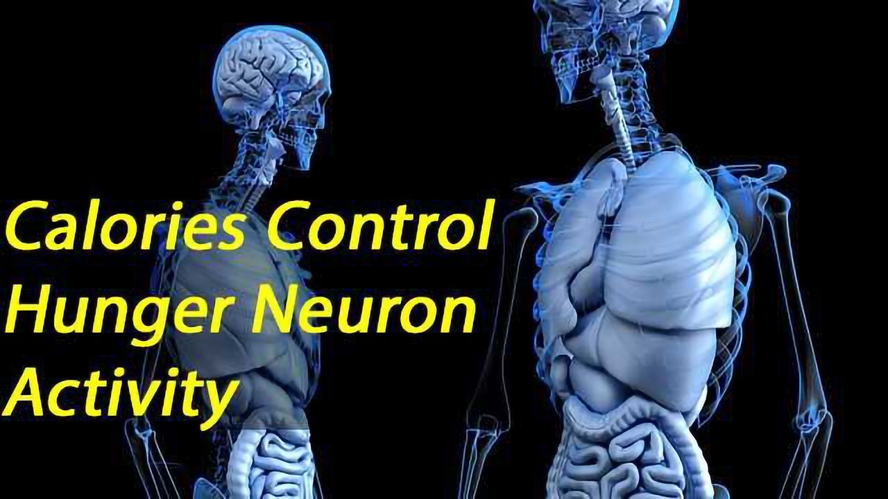 Reduction in AgRP Neuron Activity is Directly Proportional to Calories Consumed