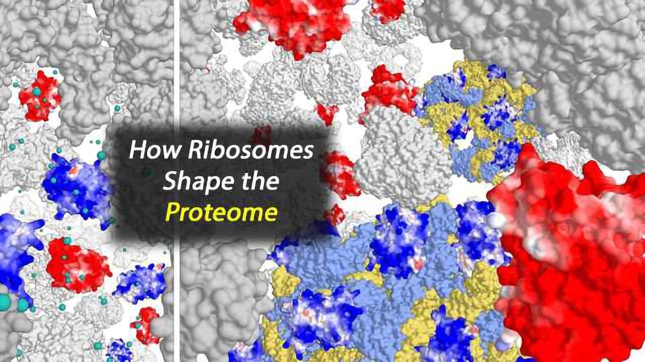 How Ribosomes Shape the Proteome
