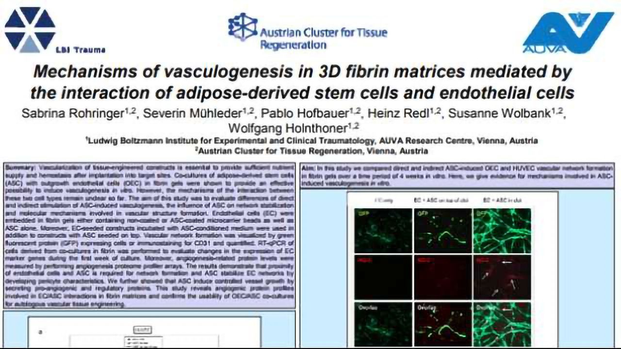 Mechanisms of vasculogenesis in 3D fibrin matrices mediated by the interaction of adipose-derived stem cells and endothelial cells