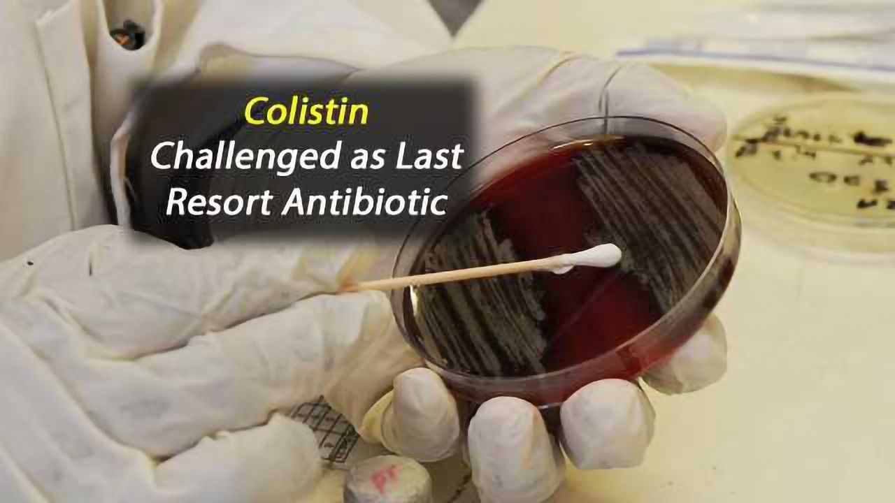 High Prevalence of Colistin-Resistant Bacteria in Food and Environmental Samples