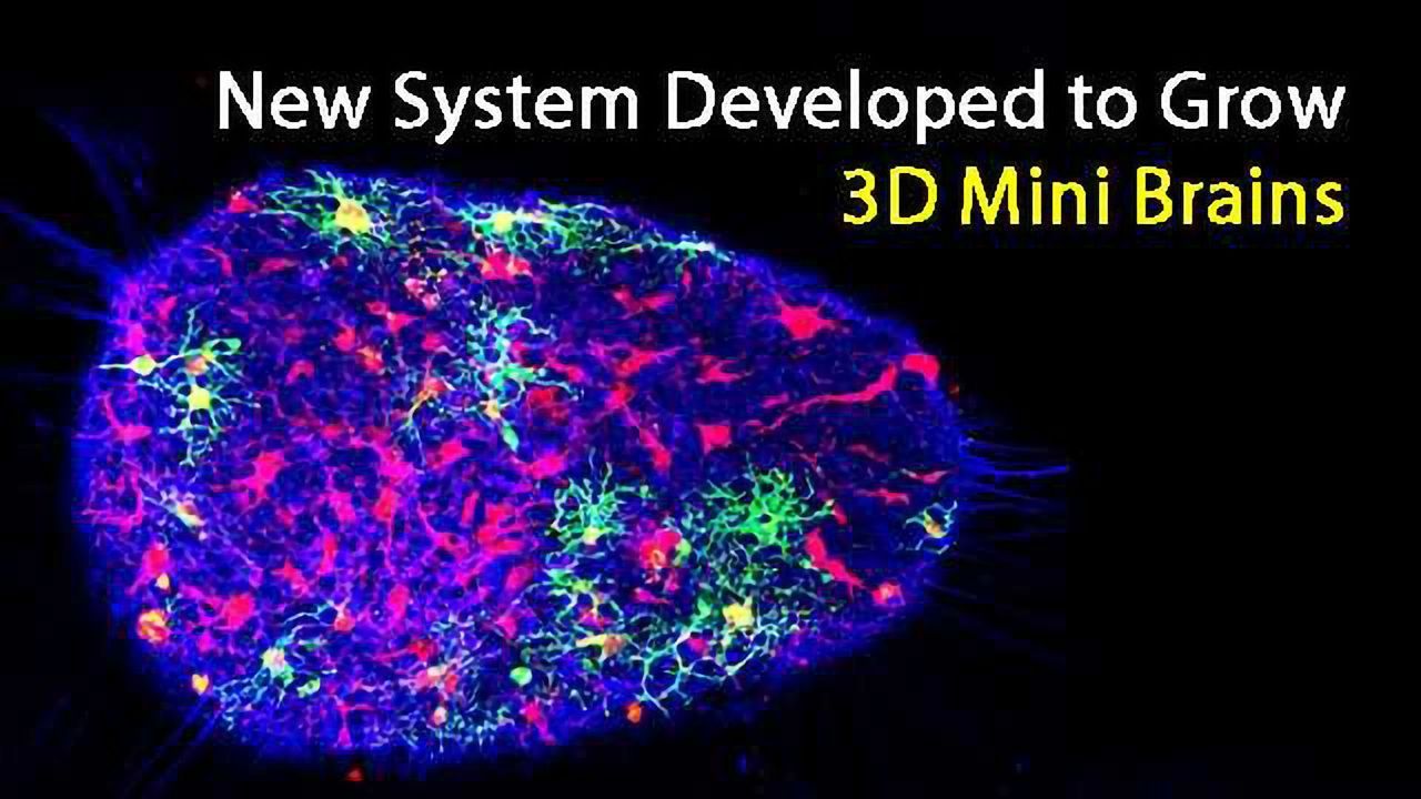 3D Mini Brains Accelerate Drug Screening and Brain Function Research