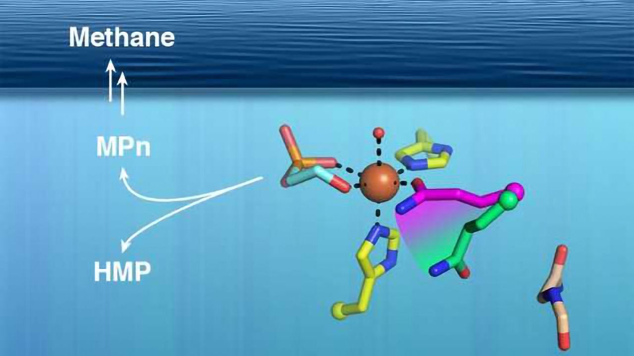 Marine Microbes may be Responsible for Production of Ocean Methane