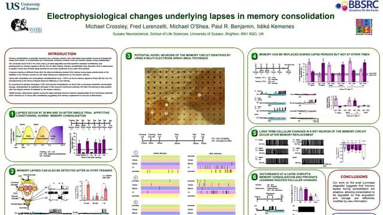 Electrophysiological Changes Underlying Lapses in Memory Consolidation
