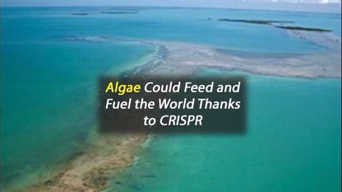 Algae Could Feed and Fuel Planet with Aid of New High-Tech Tool
