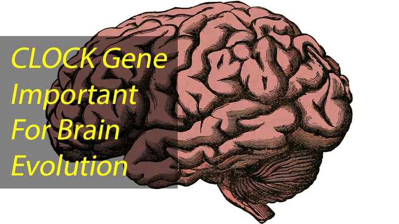 CLOCK Gene May Hold Answers to Human Brain Evolution