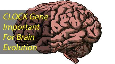 CLOCK Gene May Hold Answers to Human Brain Evolution
