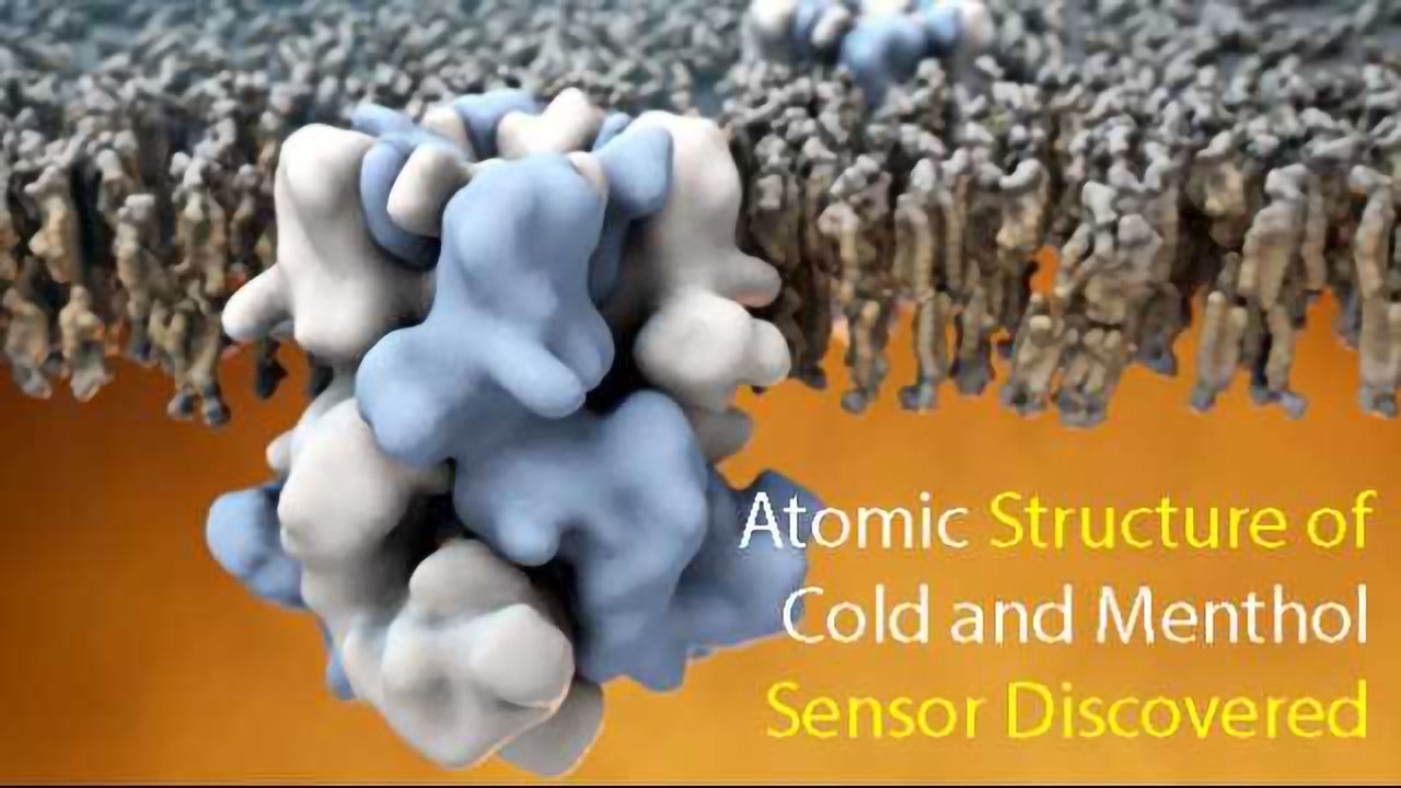 Atomic Structure of 'Cold' Receptor Uncovered Aiding Therapeutic Targeting