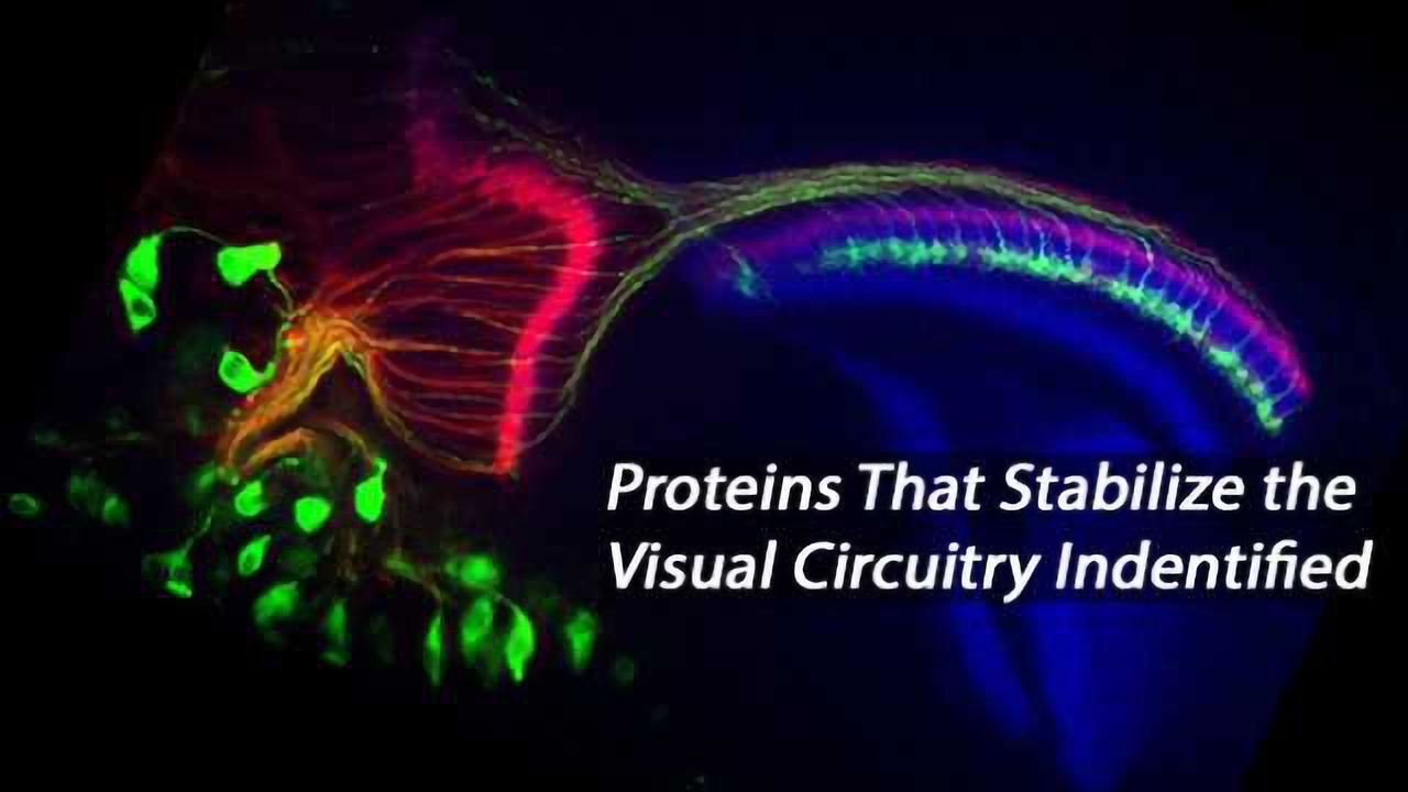 Two Proteins Dictate Visual System Axon Stabilization