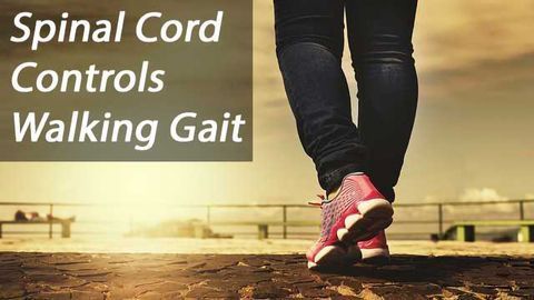The Spinal Cord Controls Walking Gait