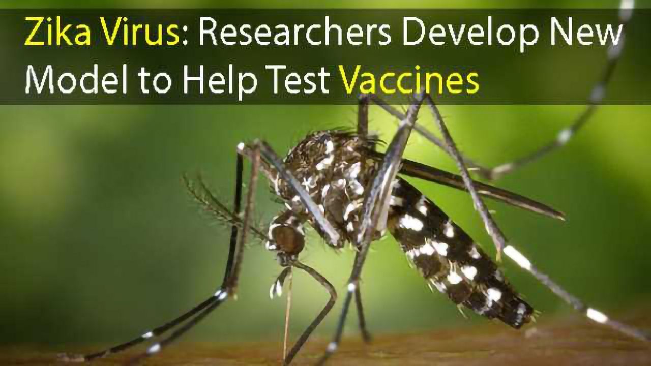 Zika Virus: Researchers Develop New Model to Help Test Vaccines and Treatments
