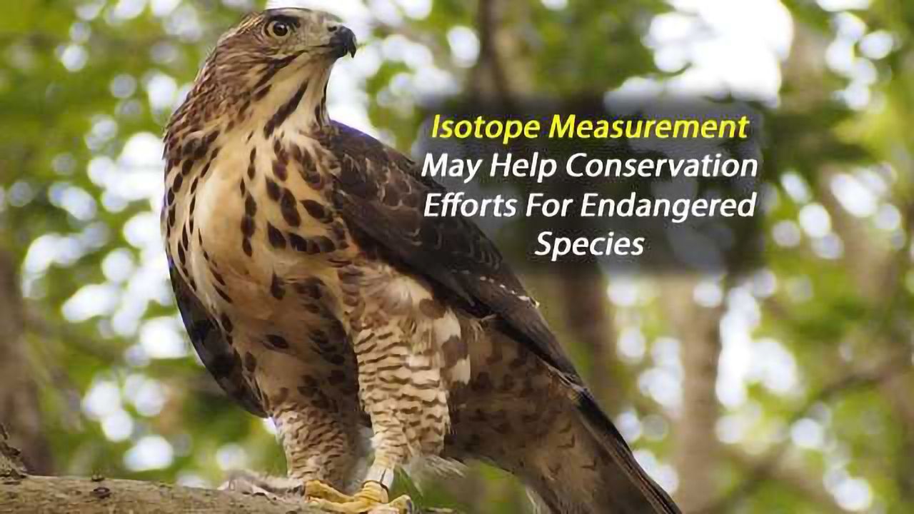 Novel Isotope Tracking Method Offers Hope for Threatened Species