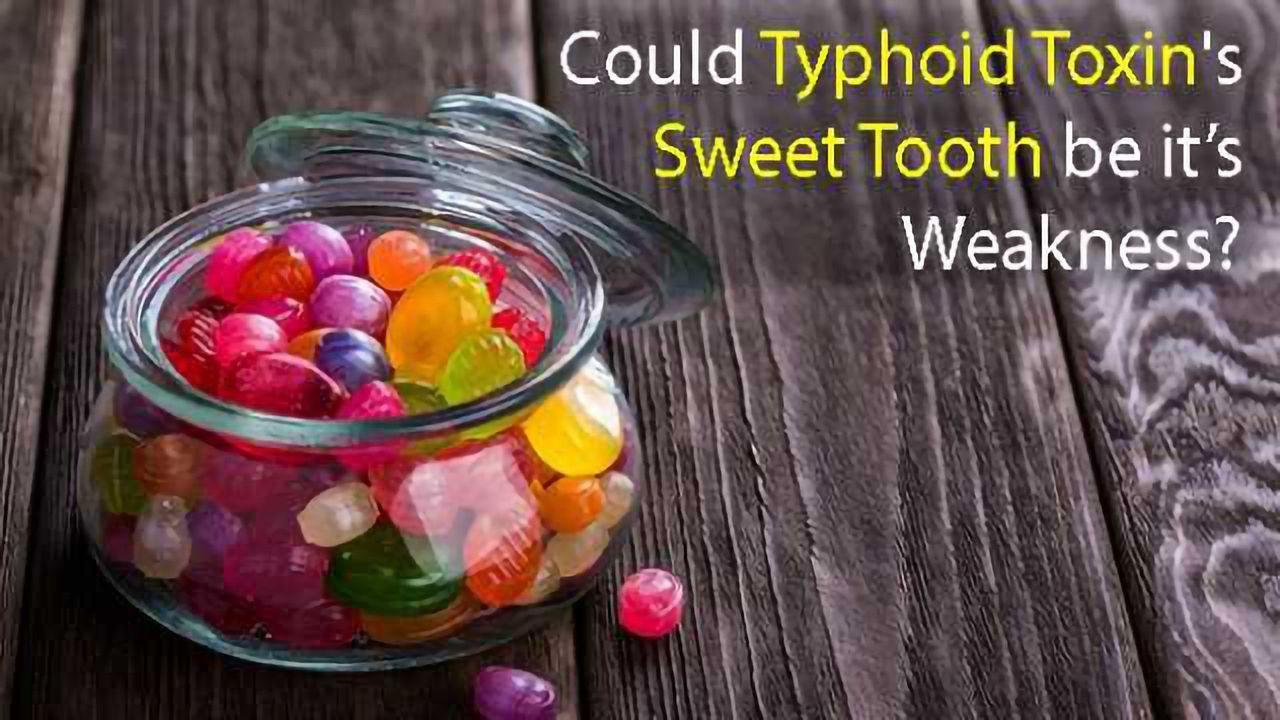 The Discovery of Typhoid Toxin's Sweet Tooth Could Lead to New Treatments