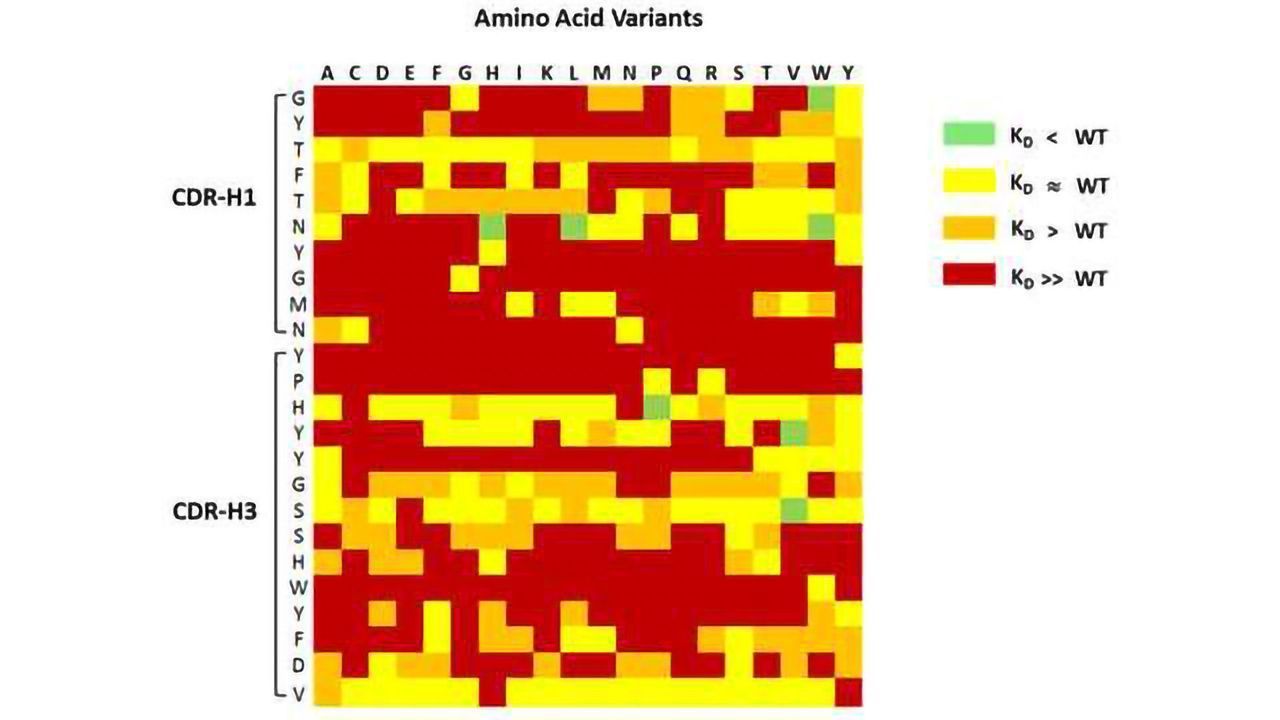 ProImmune Introduces MutaMap High-Throughput Service for Mutational Activity Maps of Therapeutic Proteins