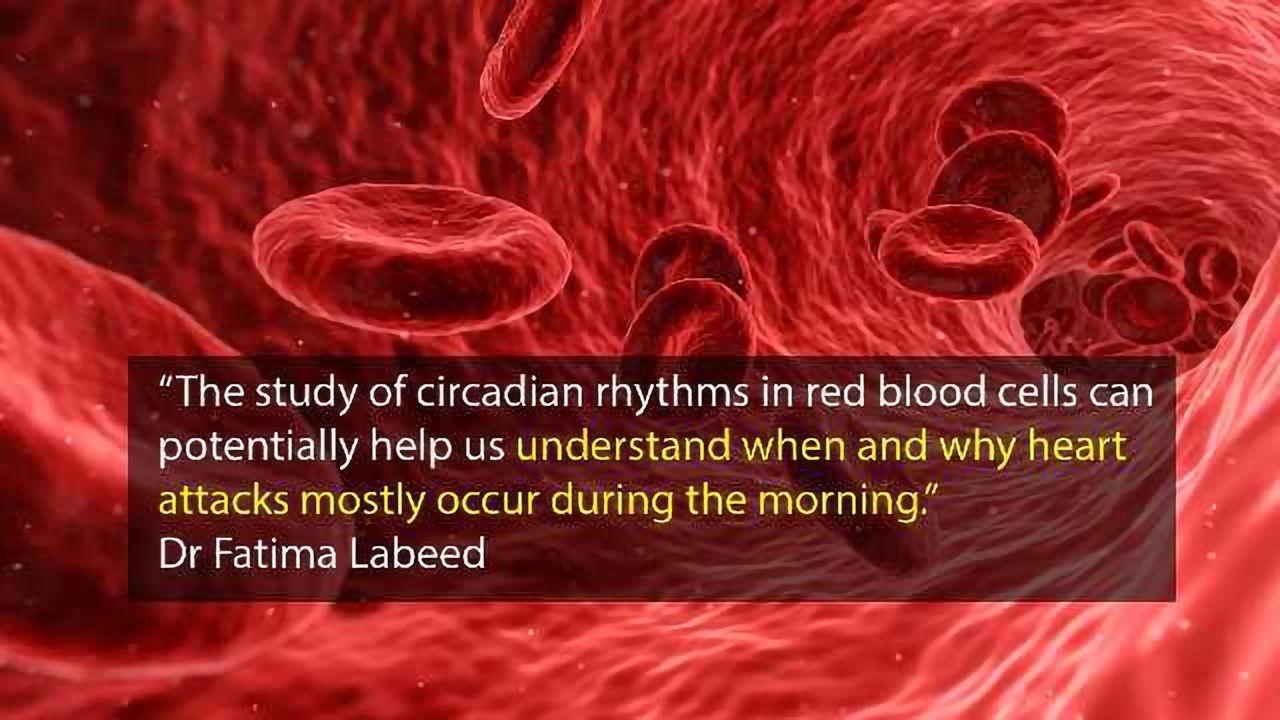 Potassium is Critical to Circadian Rhythms in Human Red Blood Cells