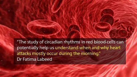 Potassium is Critical to Circadian Rhythms in Human Red Blood Cells