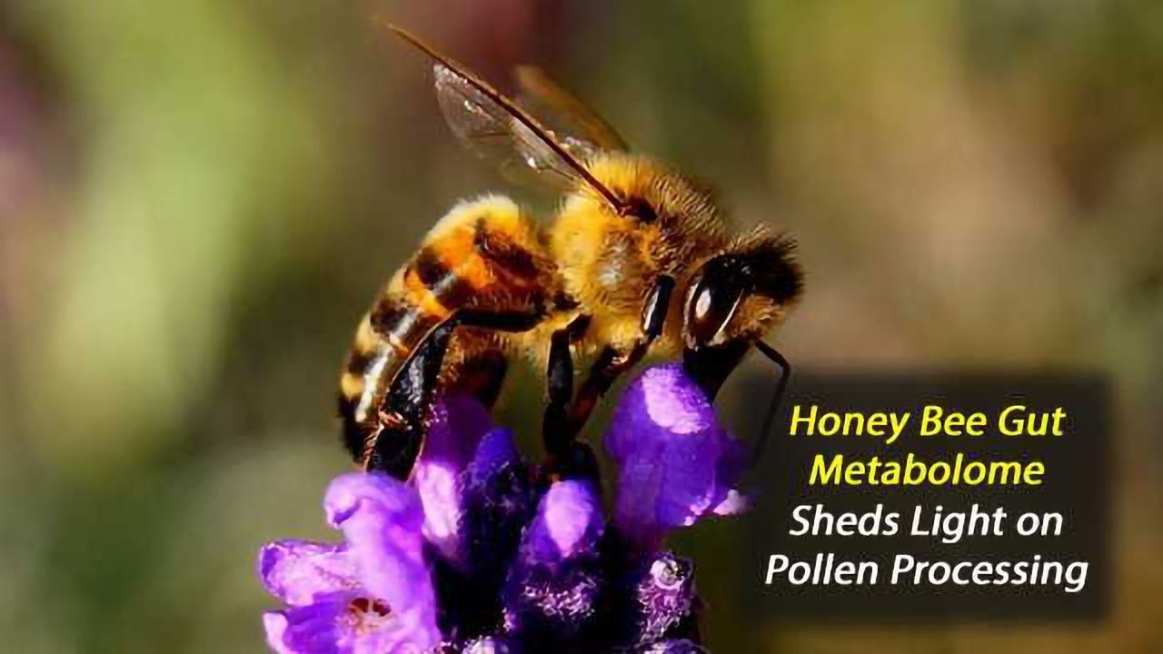 Honey Bee Gut Metabolome Reveals How They Cope With a Pollen Rich Diet