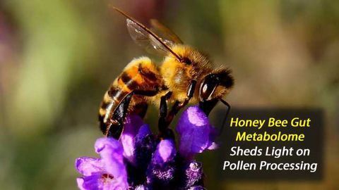 Honey Bee Gut Metabolome Reveals How They Cope With a Pollen Rich Diet