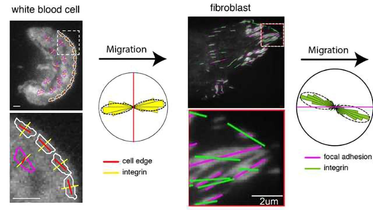 Internal Forces Directing Cell Migration are Revealed by Live-Cell Microscopy