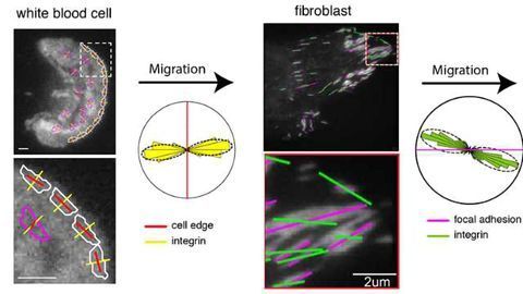 Internal Forces Directing Cell Migration are Revealed by Live-Cell Microscopy