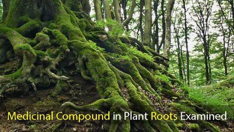 Medicinal Compound in Plant Roots Examined
