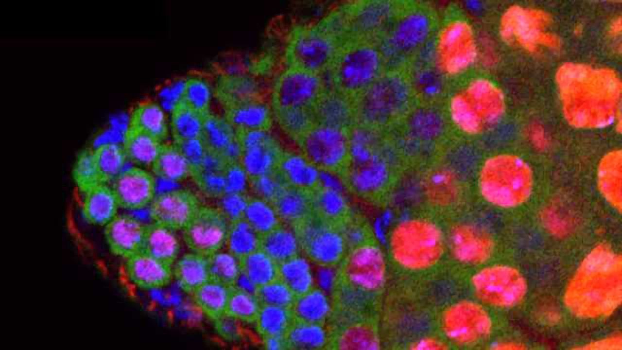 BigH1— The Key Histone for Male Fertility