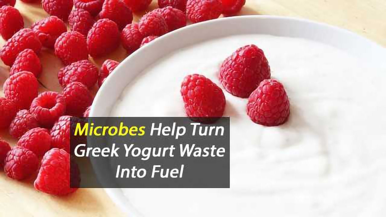 Microbes Help Turn Greek Yogurt Waste Into Fuel