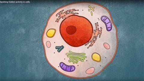 Spotting hidden activity in cells