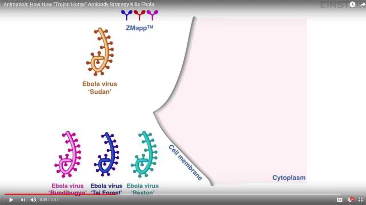 Animation: How New “Trojan Horse” Antibody Strategy Kills Ebola