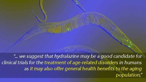 Drug for High Blood Pressure Extends Life Span in Roundworms