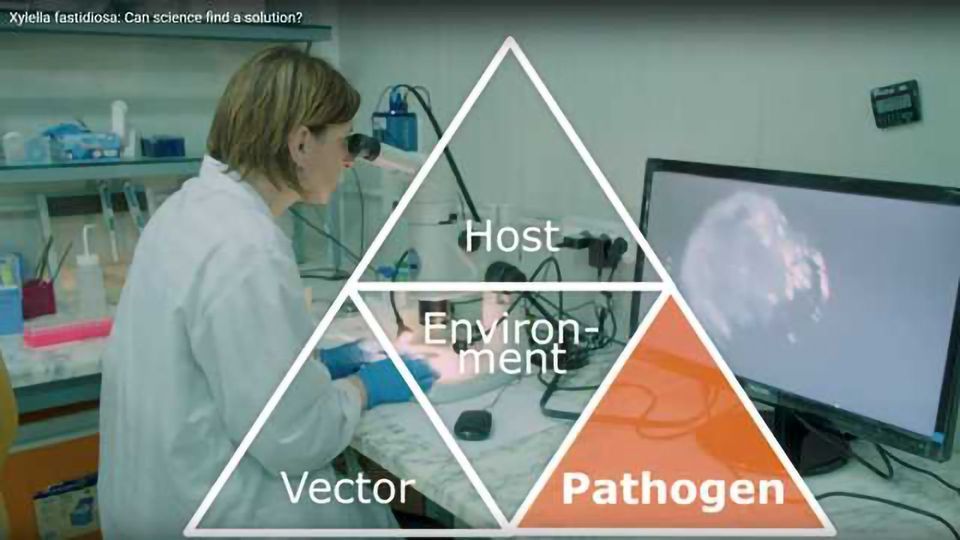 Xylella Fastidiosa: Can Science Find a Solution? content piece image