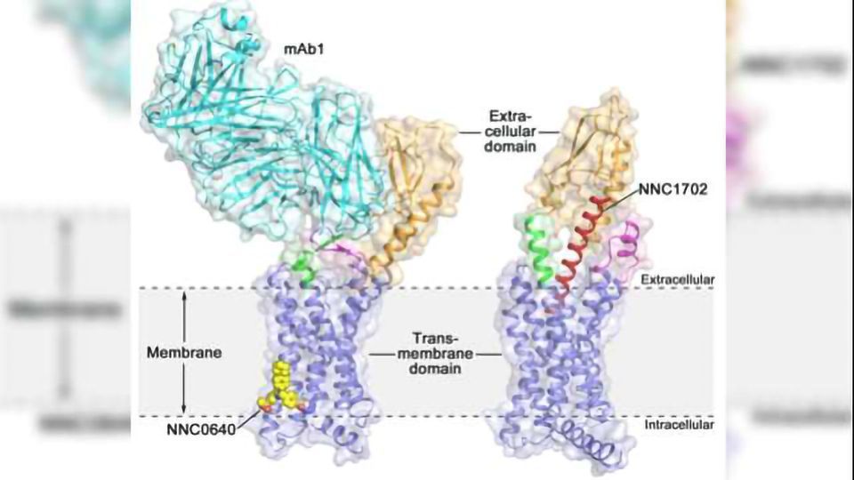 New Opportunities for Type 2 Diabetes Drug Discovery Researchers