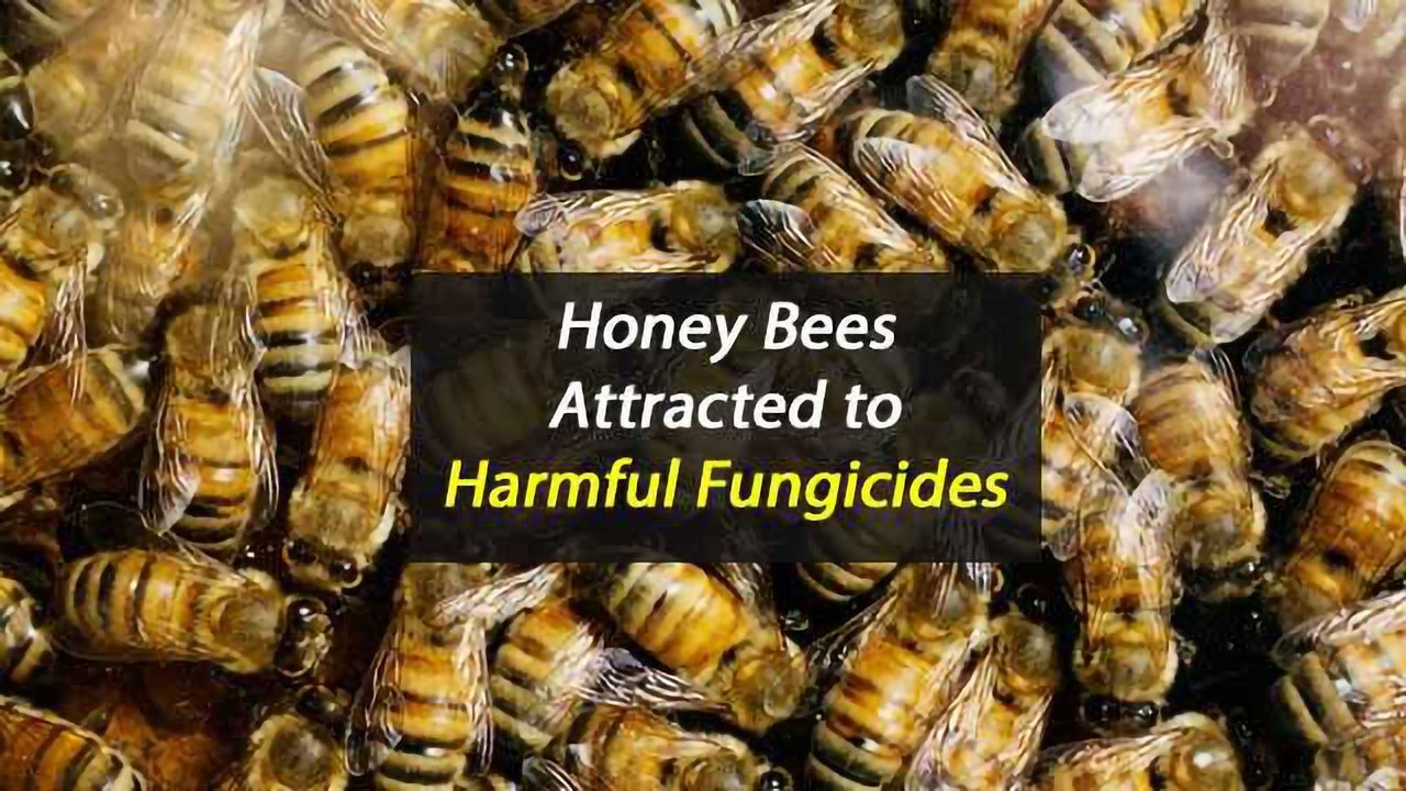 Honey Bees Are Attracted By Fungicides