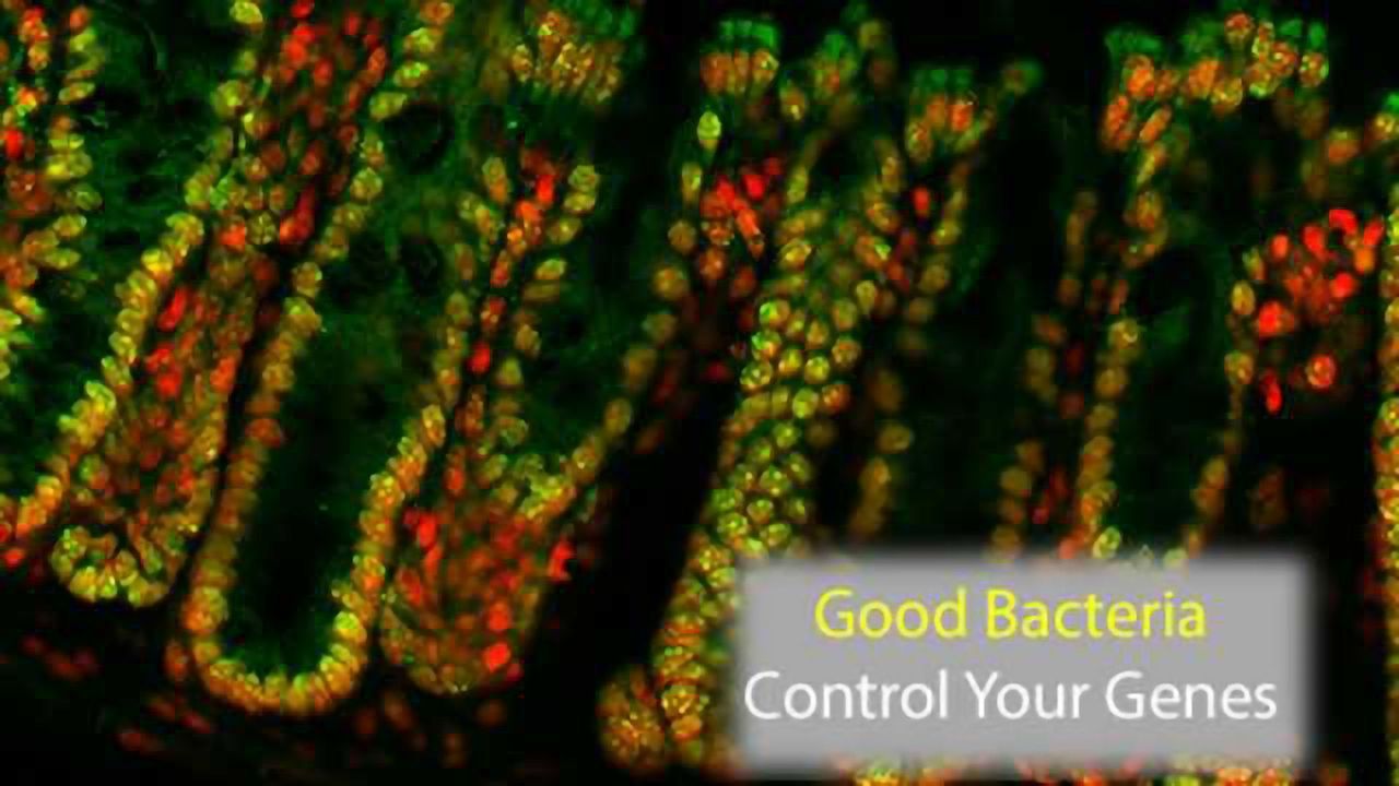 Good Bacteria Can Cause Changes in Your Genes